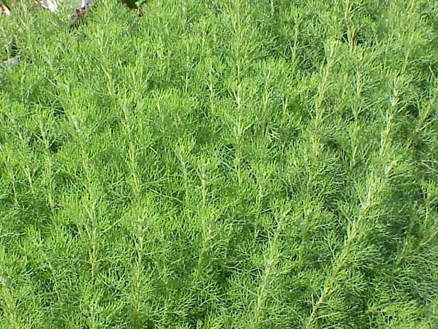 Artemisia abrotanum (Southernwood)