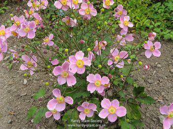 Buy Anemone × hybrida 'Prince Henryi' (Japanese anemone) from Shire Plants