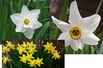 Narcissus Collection - Three Different Daffodils