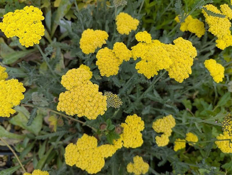 Achillea 'Moonshine'