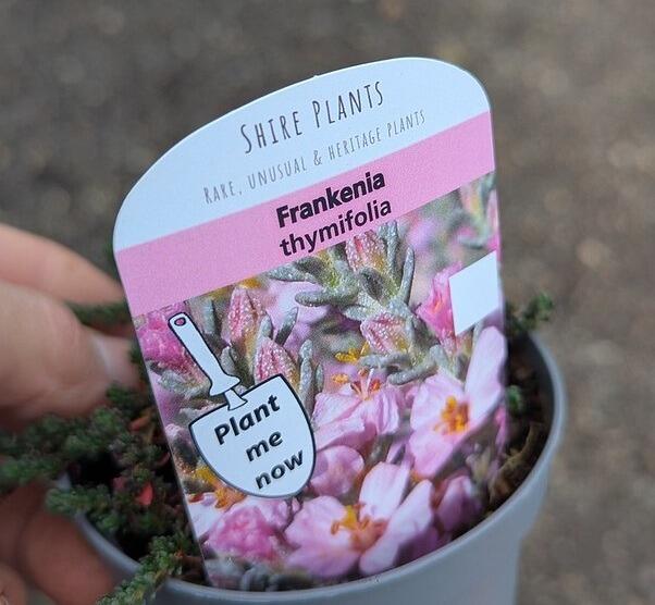 Frankenia thymifolia (Thyme-Leaved Sea Heath)