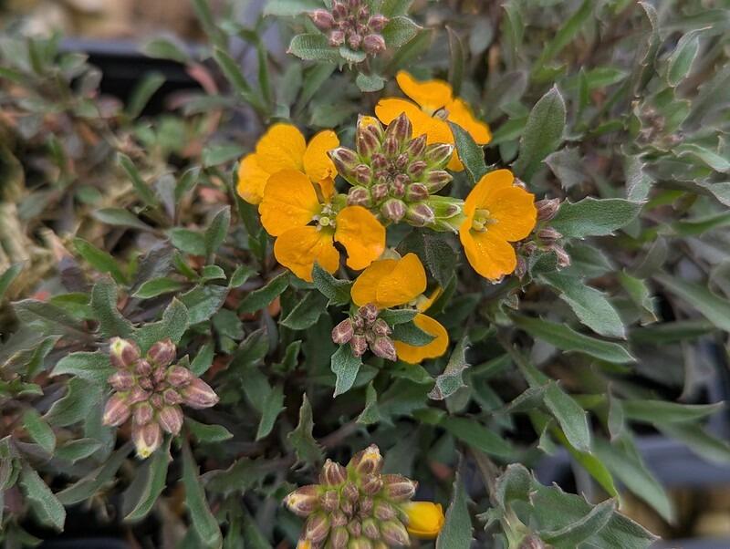 Erysimum 'Orange Flame'