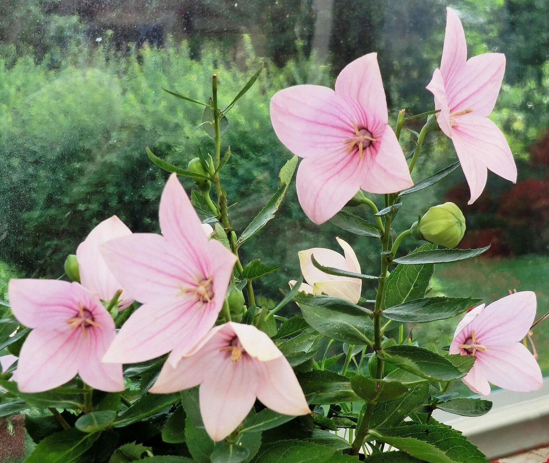 Platycodon grandiflorus 'Astra Rose' (Balloon Flower)