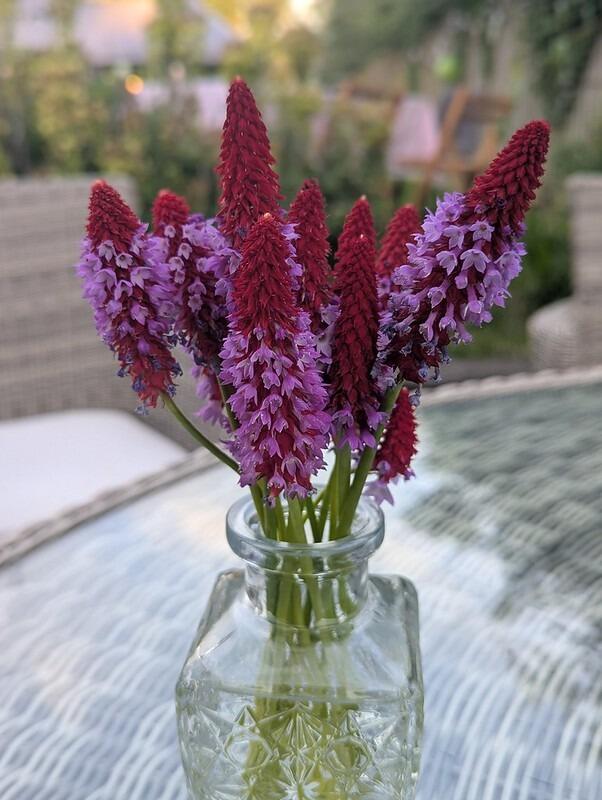 The Orchid Primros for Cutting