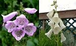 Native Foxglove Bundle
