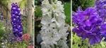 Delphinium Collection - Three Different Delphiniums