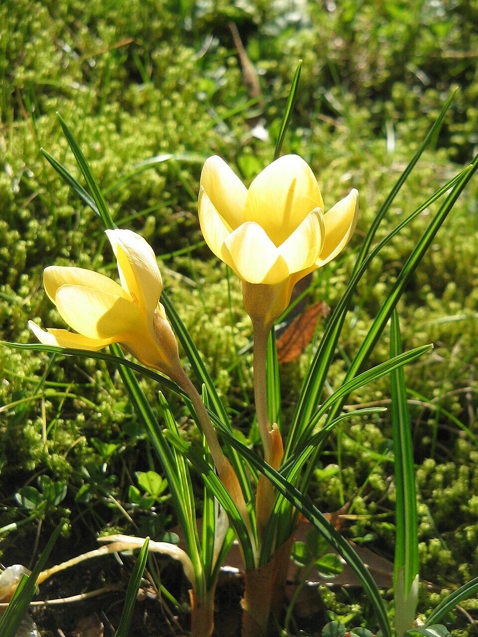 Crocus chrysanthus 'Romance' (The Romance Crocus)
