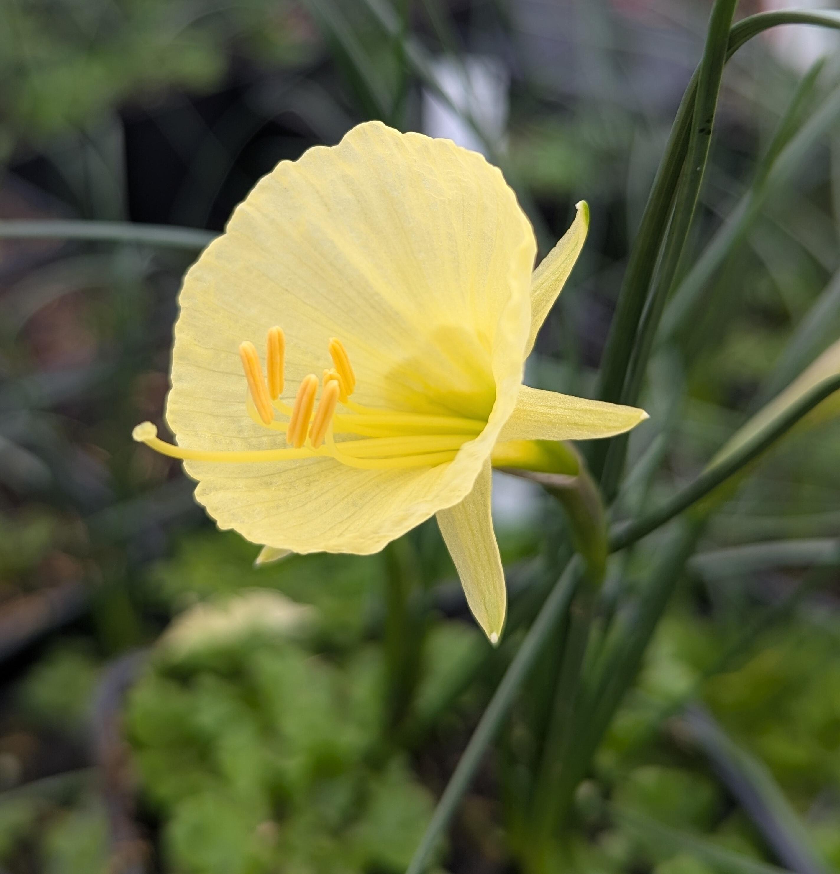 Petticoat daffodil