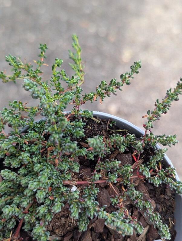 Frankenia thymifolia (Thyme-Leaved Sea Heath)