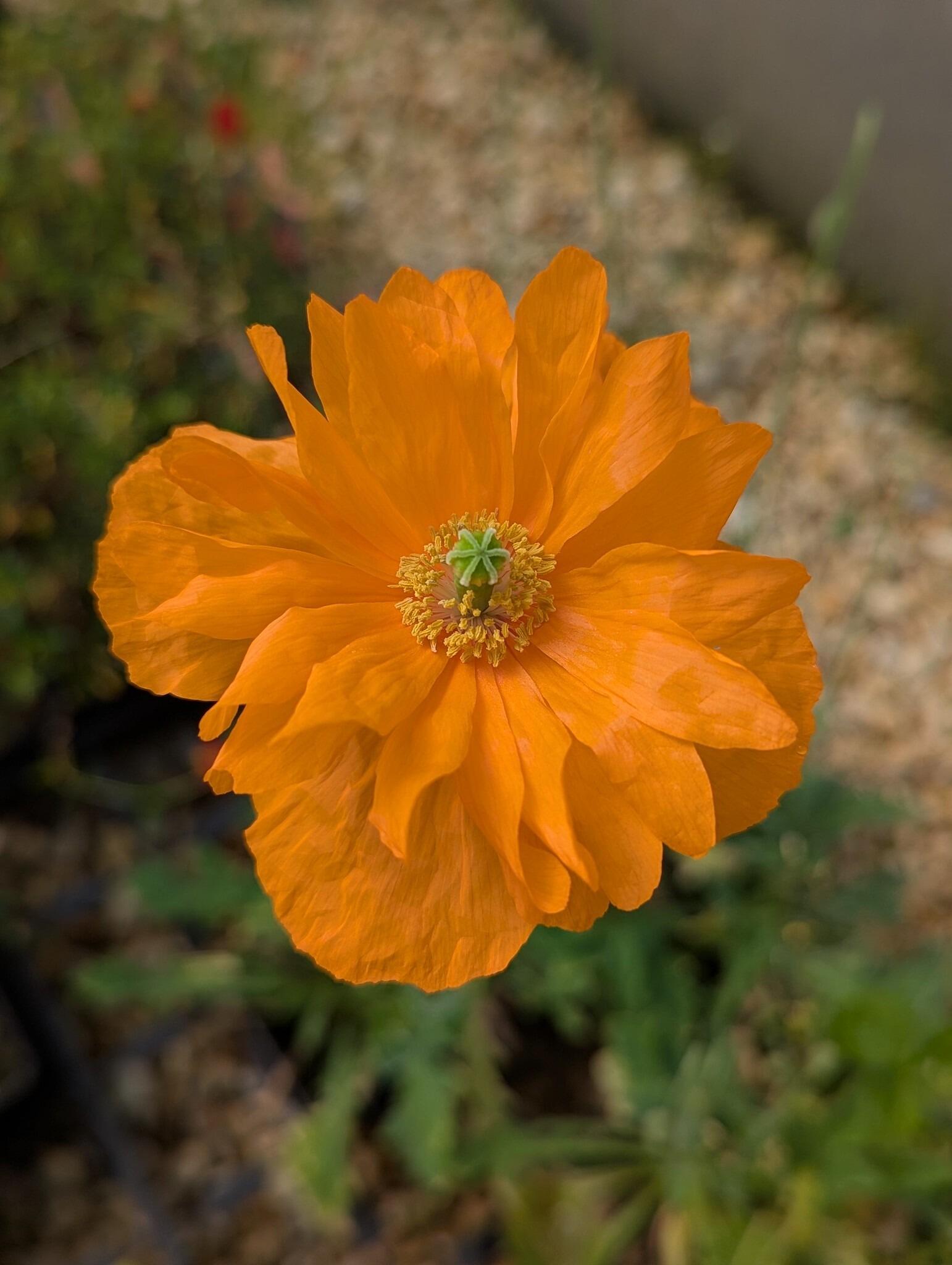 Papaver rupifragum (Spanish poppy)