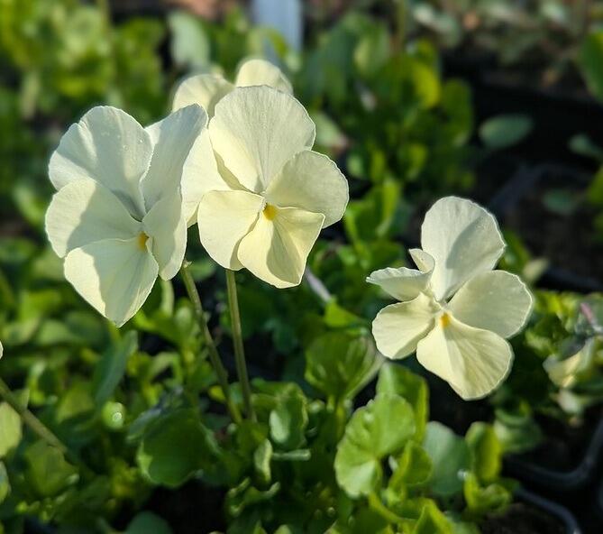 Viola 'Ivory Queen'