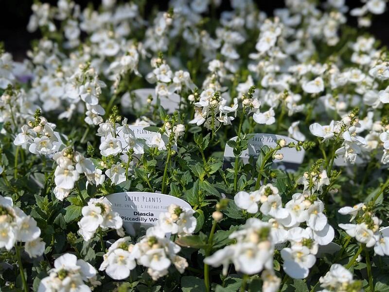 Diascia 'Picadilly White'