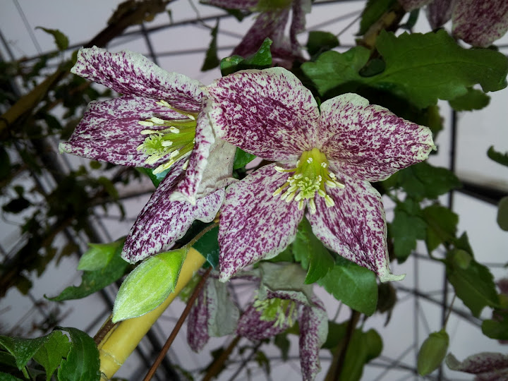 Clematis cirrhosa var. purpurascens 'Freckles'
