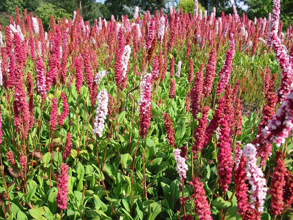 Persicaria affinis 'Superba'
