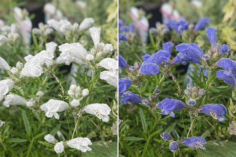 Dracocephalum argunense (Dragonhead) Collection - Two Plants