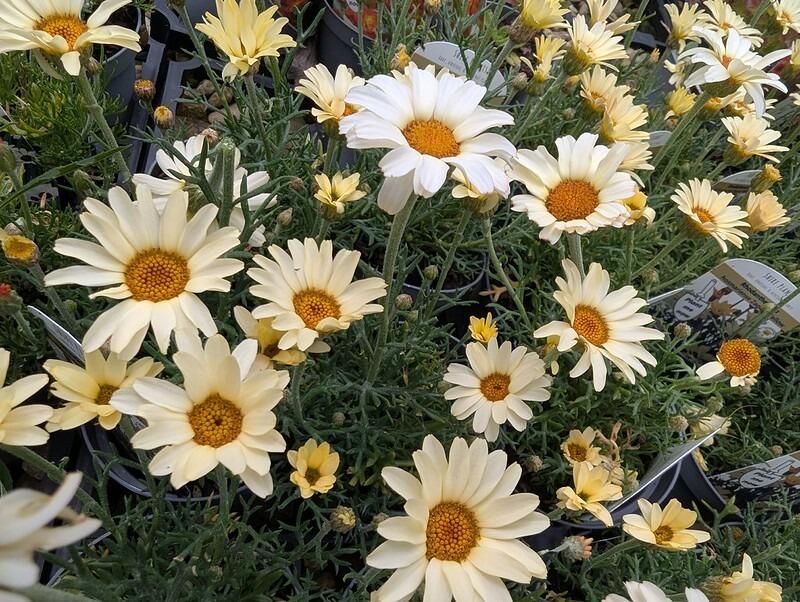 Rhodanthemum hybrida 'Casablanca' (Moroccan Daisy)