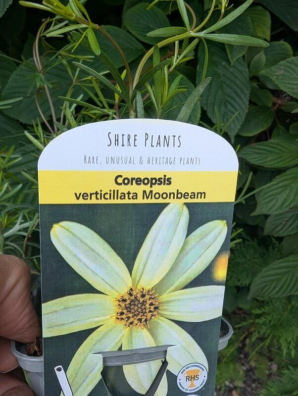 Coreopsis verticillata 'Moonbeam' (Tickseed)