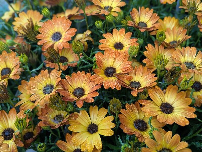 Osteospermum 'Orange Orbit' (African Daisy)