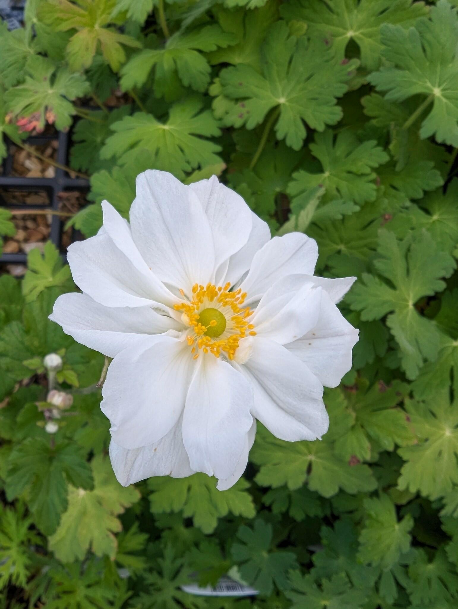 Buy Anemone × hybrida 'Whirlwind' (Japanese anemone) from Shire Plants