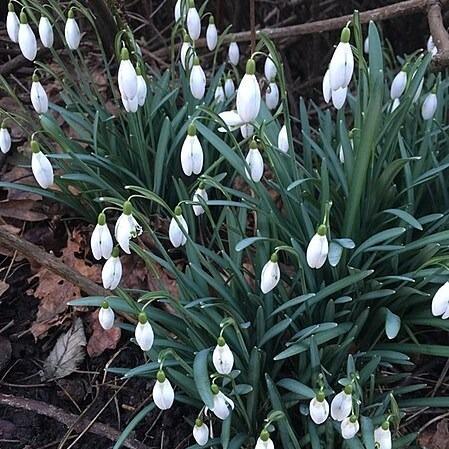 In-the-green bulbs
