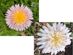 Pink and White Dandelion Collection (two plants)
