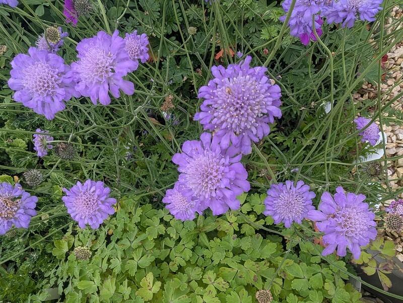 Scabiosa columbaria 'Butterfly Blue' (Pincushion Flower)