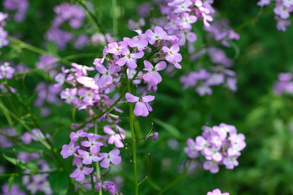 The Dame's Violet