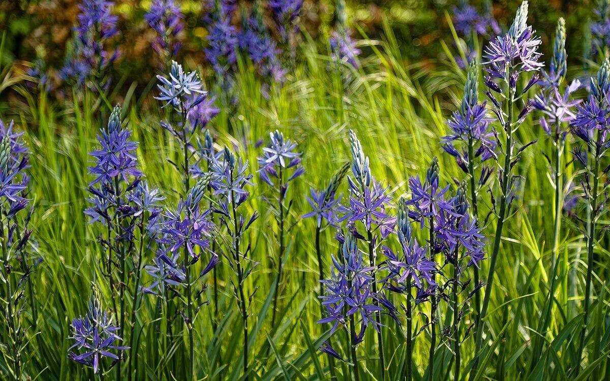 Camassia leichtlinii 'Caerulea'