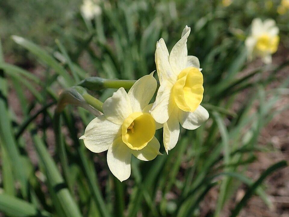 Narcissus 'Minnow' (Dwarf Daffodil)