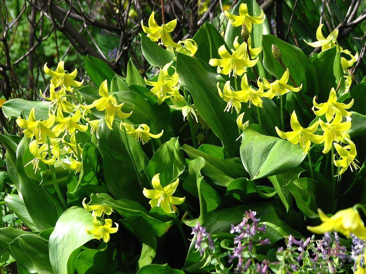 Erythronium 'Pagoda' (Dog's Tooth Violet)
