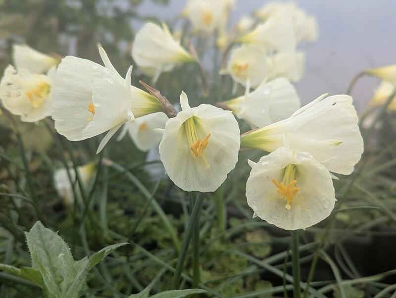 Narcissus cantabricus 'White Petticoat'