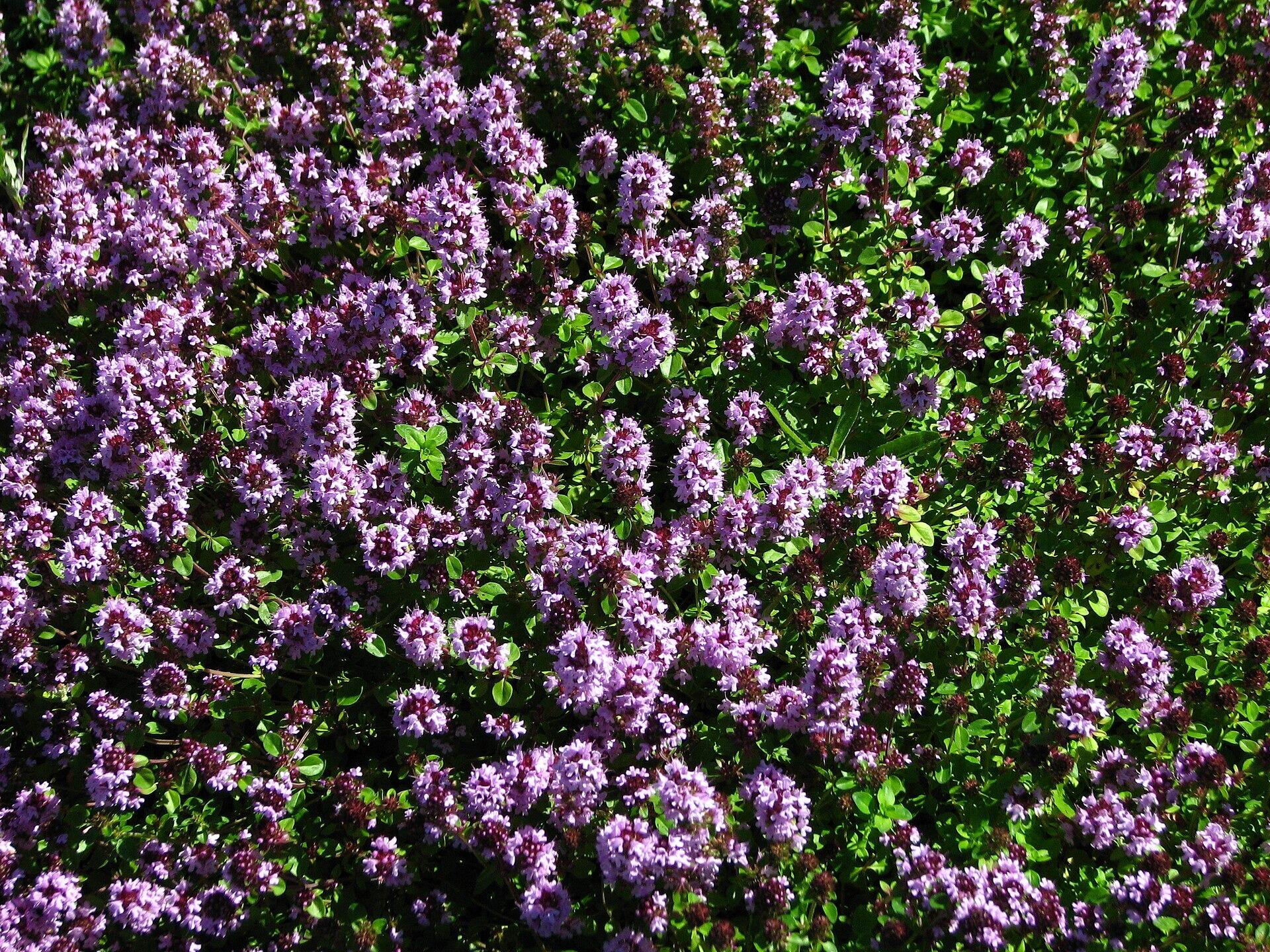 Thymus fragrantissimus (Orange Scented Thyme)