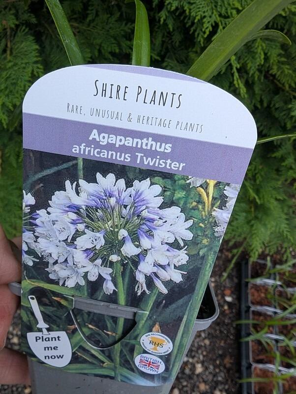 Agapanthus africanus 'Twister' (Lily of the Nile)