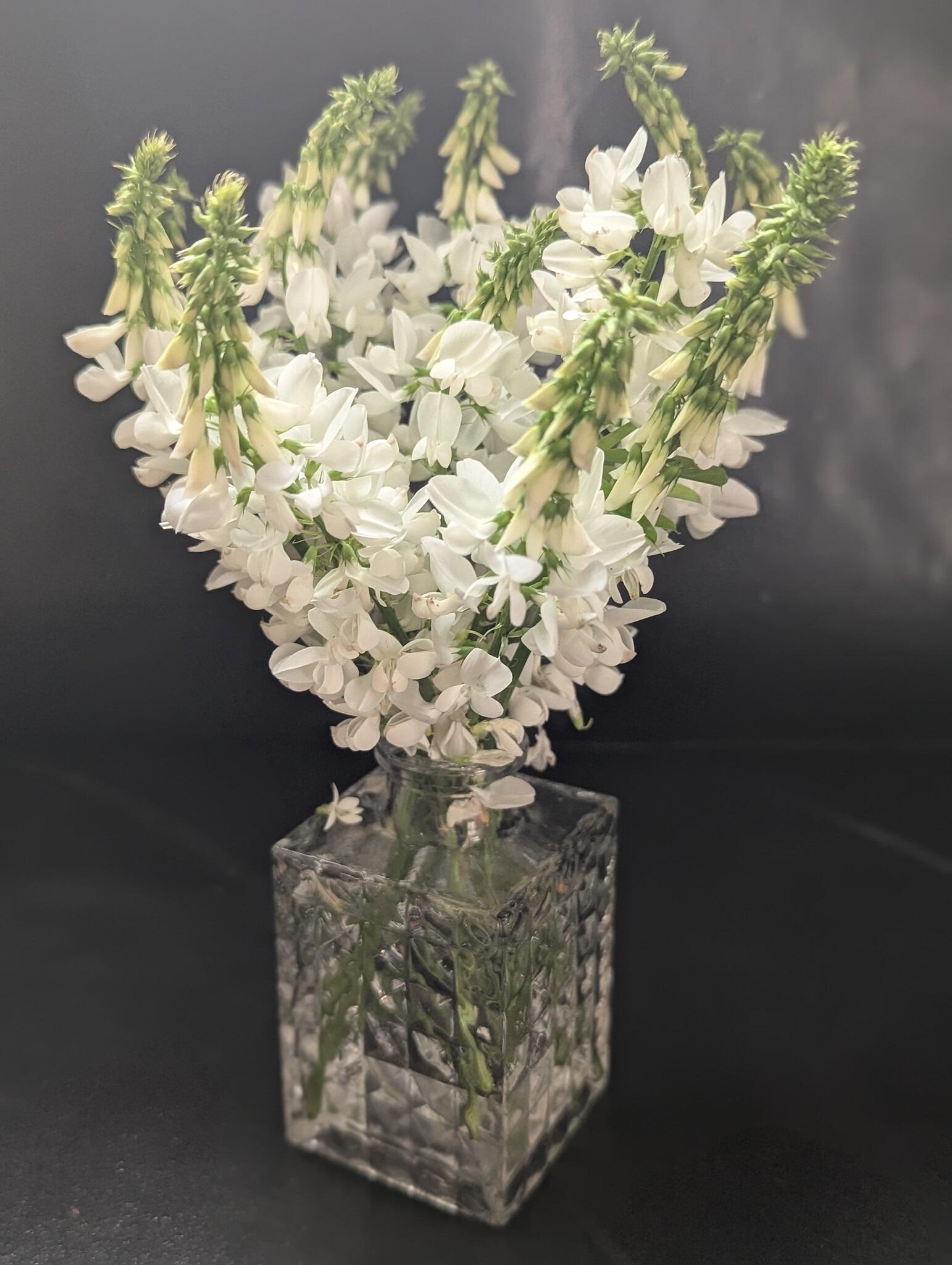 Galega in a vase