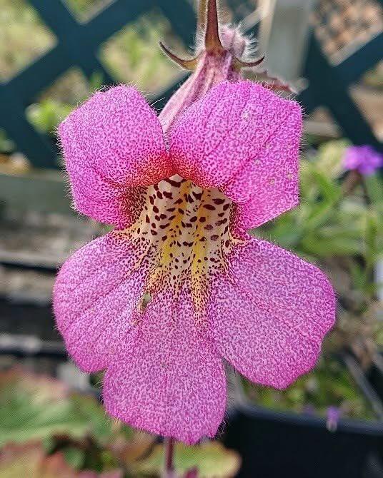 Chinese Foxglove