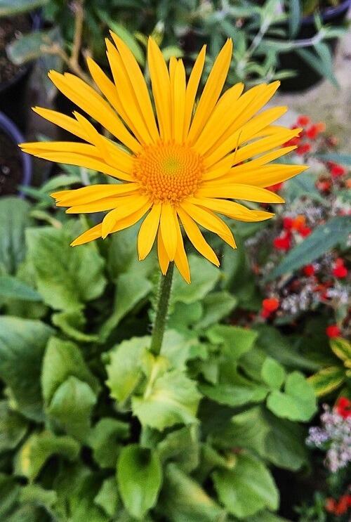 Leapard's Bane for Spring Flowers