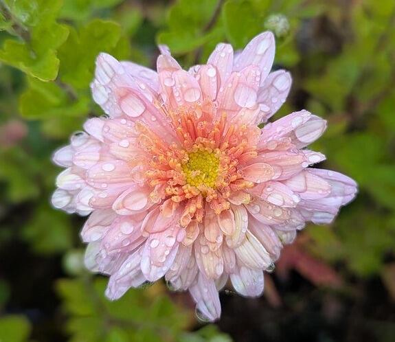 Chrysanthemum 'Beechcroft Apricot'