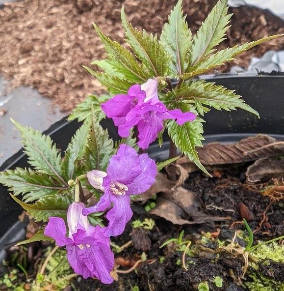 Cardamine glanduligera