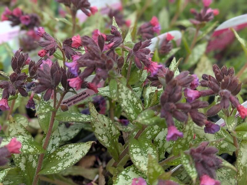 Pulmonaria 'Silver Bouquet'