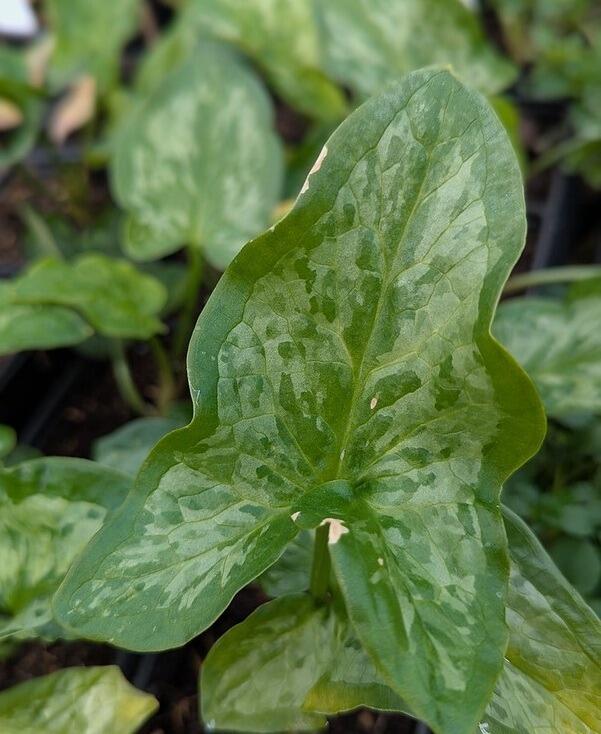 Arum italicum 'Chameleon' (Cookoo Pint)