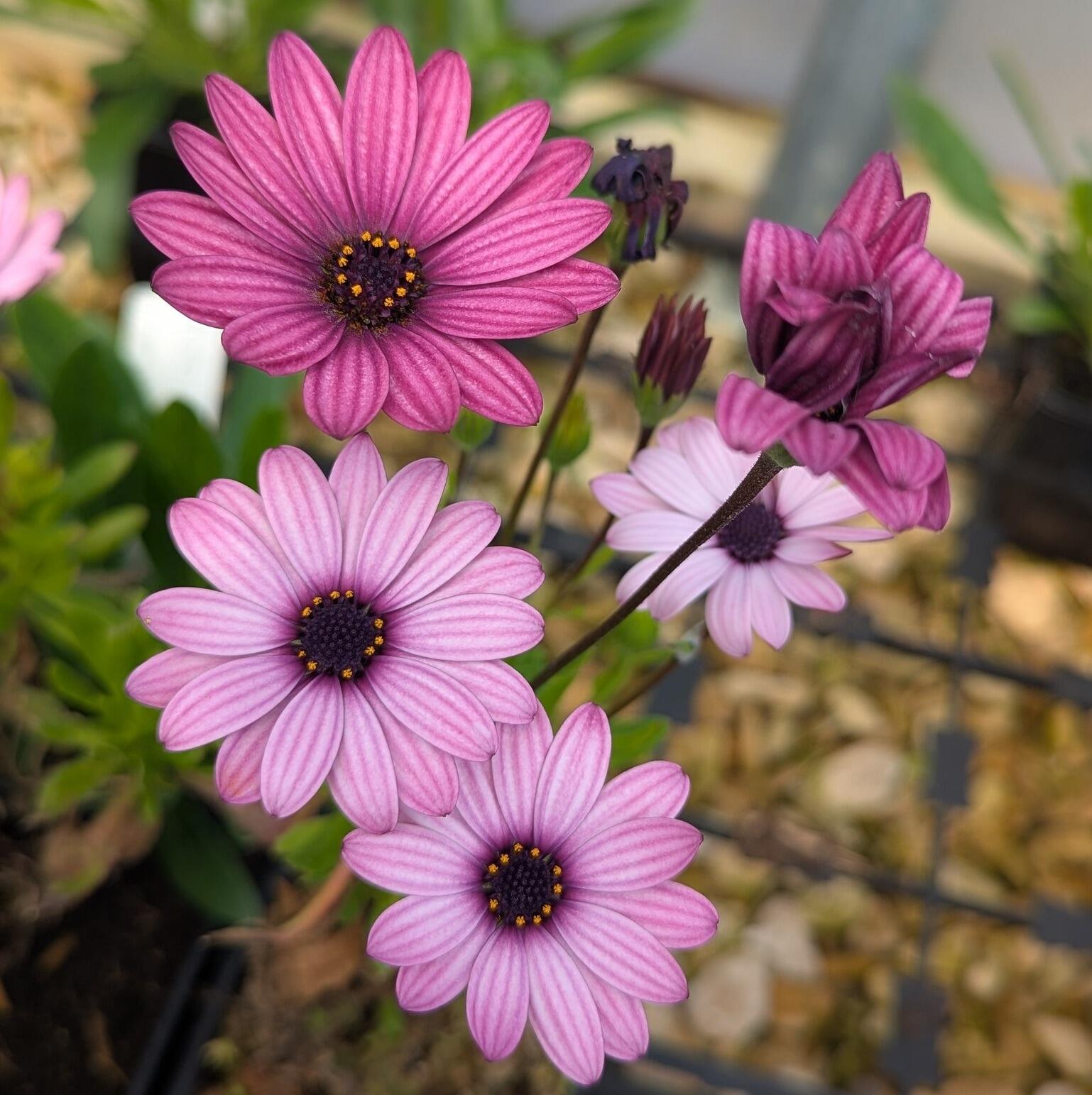 Osteospermum 'Sennen Sunrise' (African Daisy)