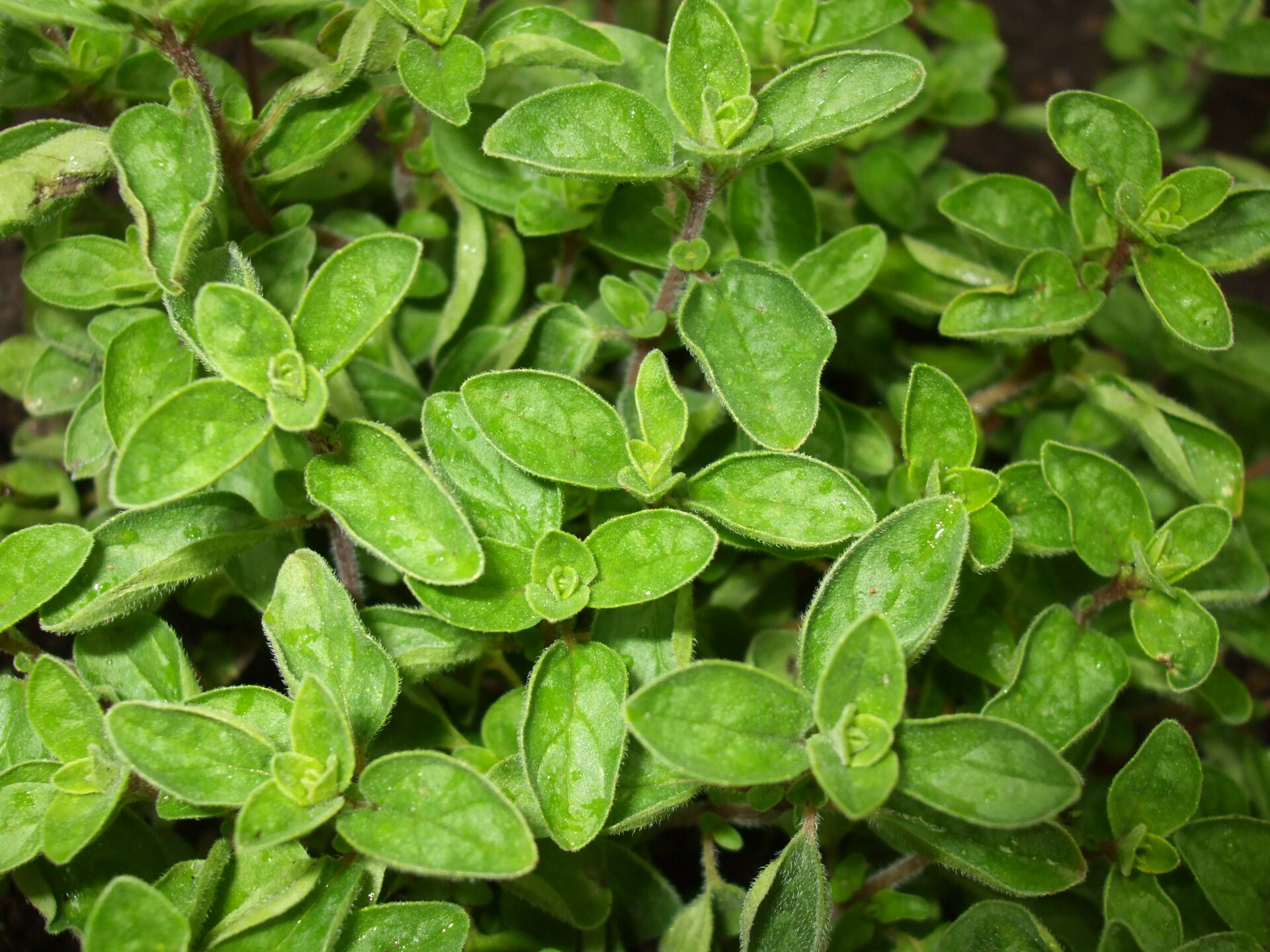 Origanum vulgare 'Compactum' (Compact Marjorum)