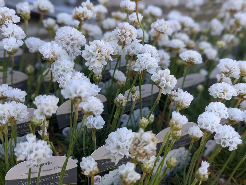Armeria maritima 'Armarda White' (Thrift)