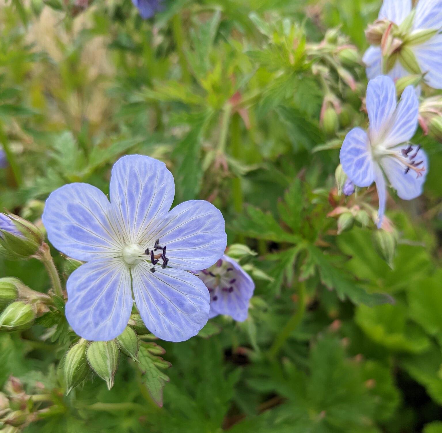 Geranium pratense 'Mrs Kendall Clark'