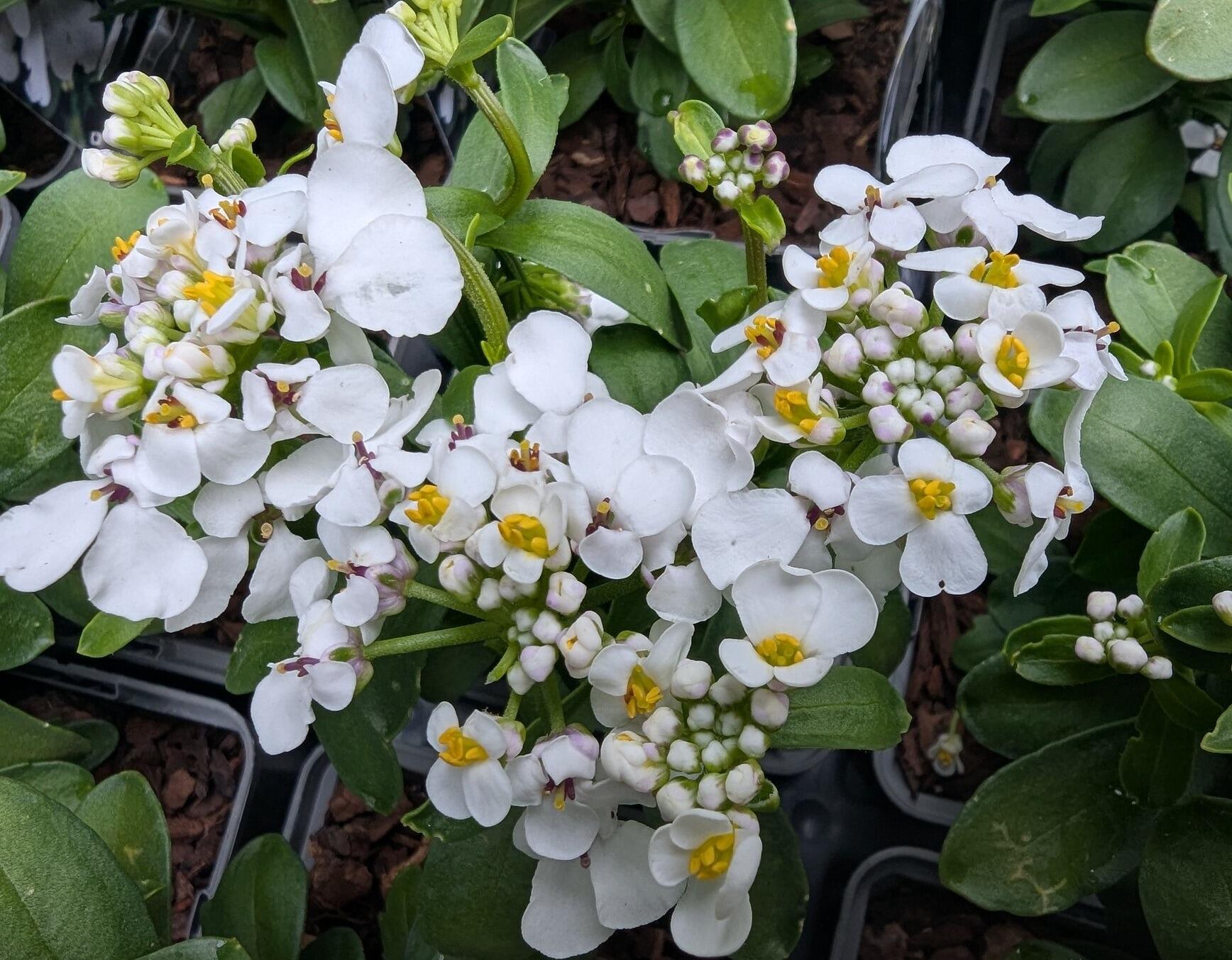 Iberis 'Masterpiece' (Evergreen Candytuft)