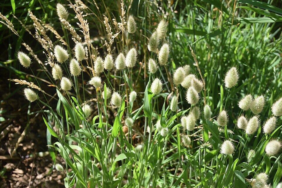 Lagurus ovatus (Bunny's Tail Grass)