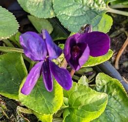 Viola odorata 'Beetroot'