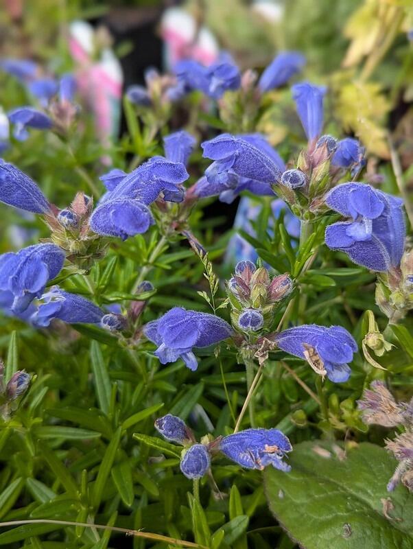Dracocephalum argunense 'Fuji Blue'