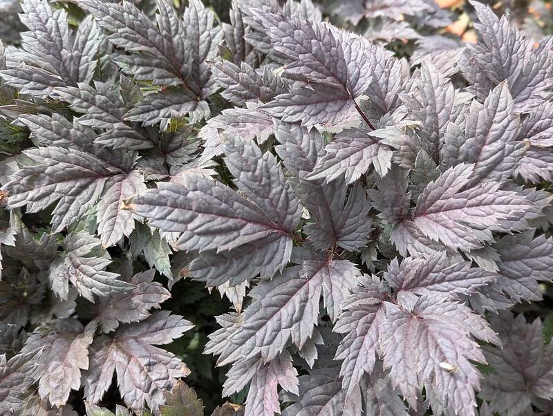 Actaea simplex 'Atropurpurea' (Bugbane)