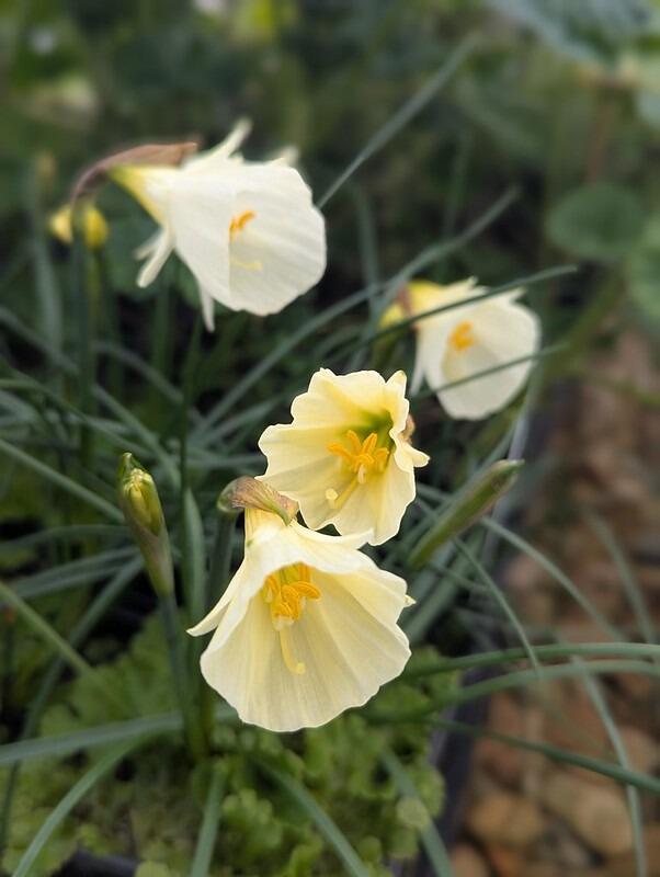 White Hoop Petticoat daffodil